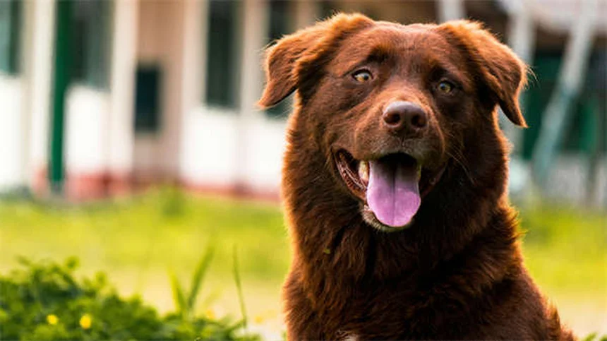 オンンダンセトロン 犬猫の吐き気に効く？獣医師が効果と注意点を解説