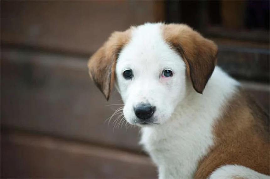 オンンダンセトロン 犬猫の吐き気に効く？獣医師が効果と注意点を解説