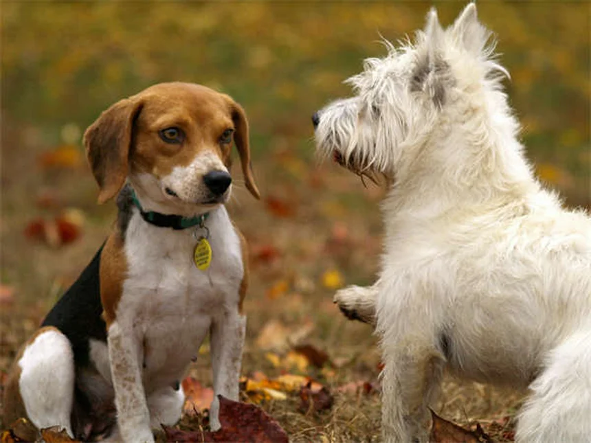 犬のアセトアミノフェン危険な副作用と注意点