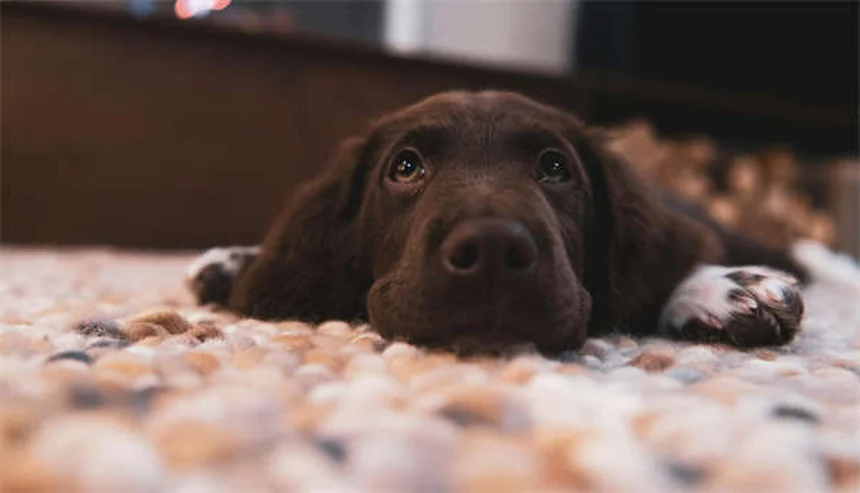犬の室内マーキング原因と今すぐできる5つの対策