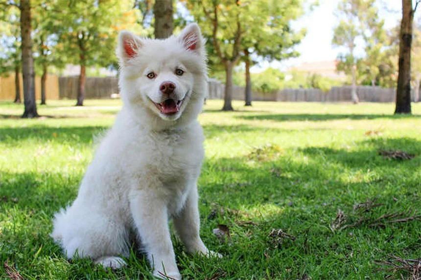 犬が傷を舐める理由と知っておきたい唾液のリスク