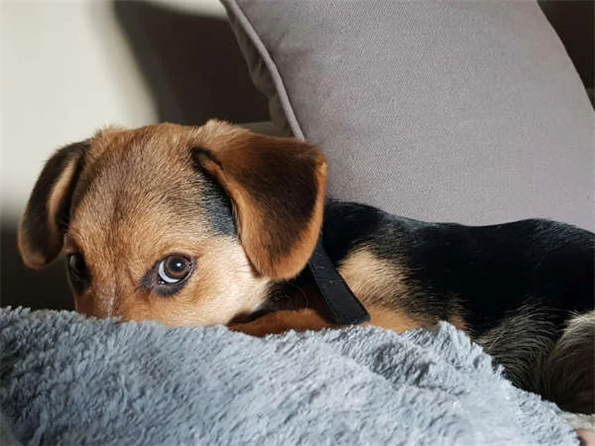 スキージョリングの始め方！愛犬に適した犬種と必須装備をチェック