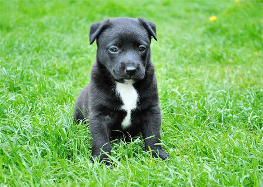 なぜ犬を怒鳴ると噛むのか？しつけに科学的な理由