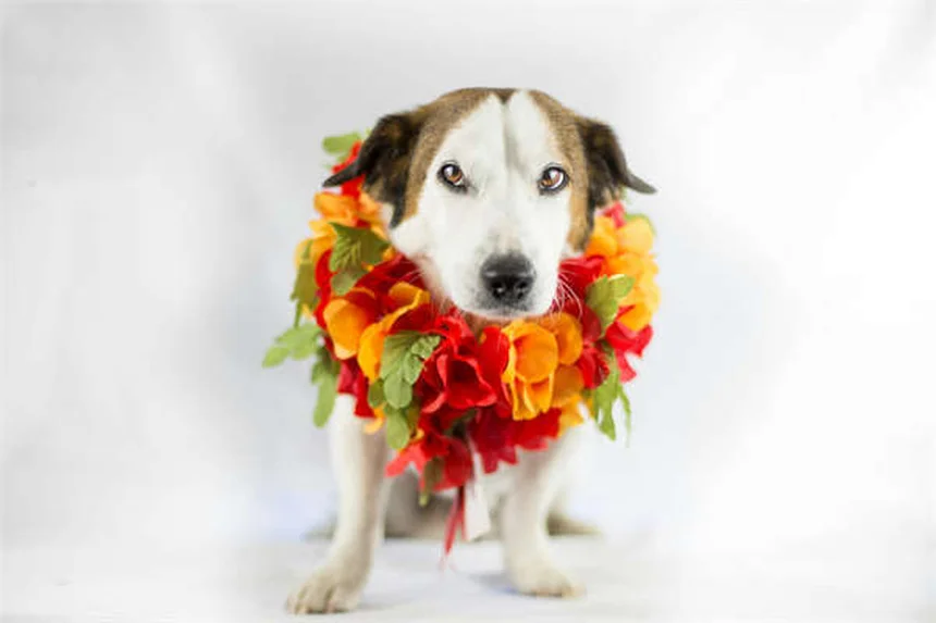 なぜ犬を怒鳴ると噛むのか？しつけに科学的な理由