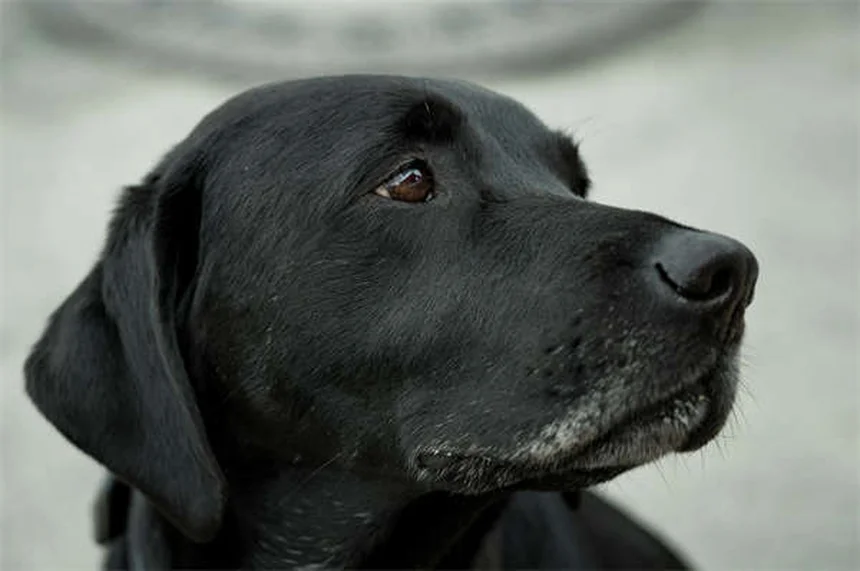 犬の気分変動は双極性障害じゃない？原因と改善法を解説