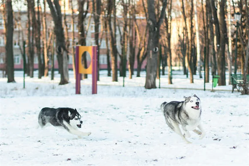 犬が尻尾を追う心理と原因を徹底解説