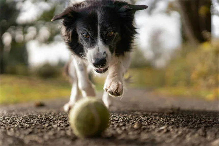 子犬のフィラリア予防、正しい始め方と選び方