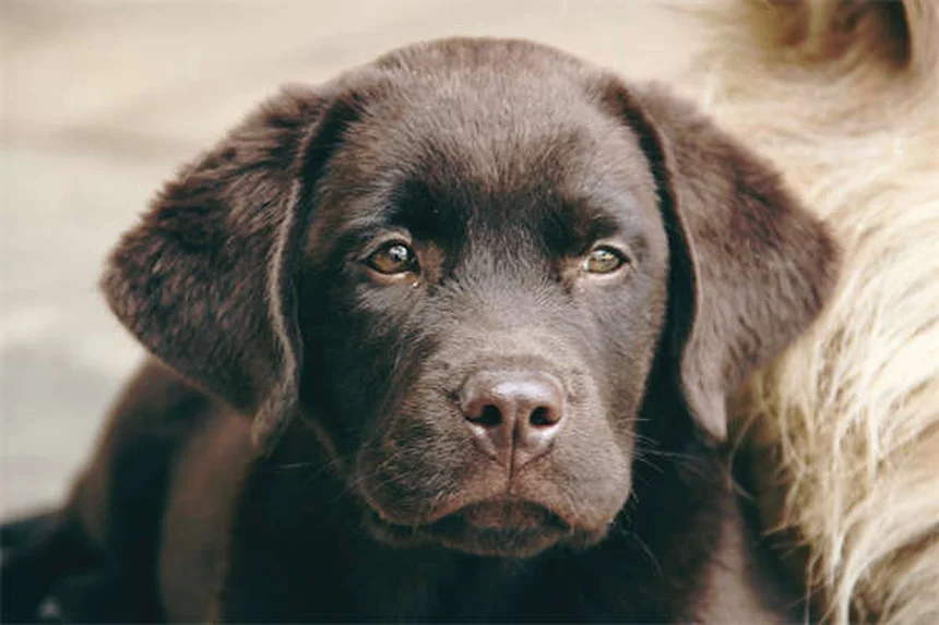 オンンダンセトロン 犬猫の吐き気に効く?獣医師が効果と注意点を解説