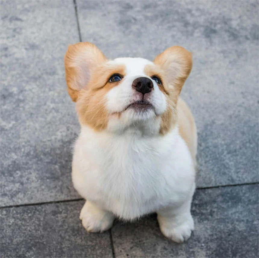 子犬のノミダニ予防は6〜8週齢から！正しい始め方と注意点