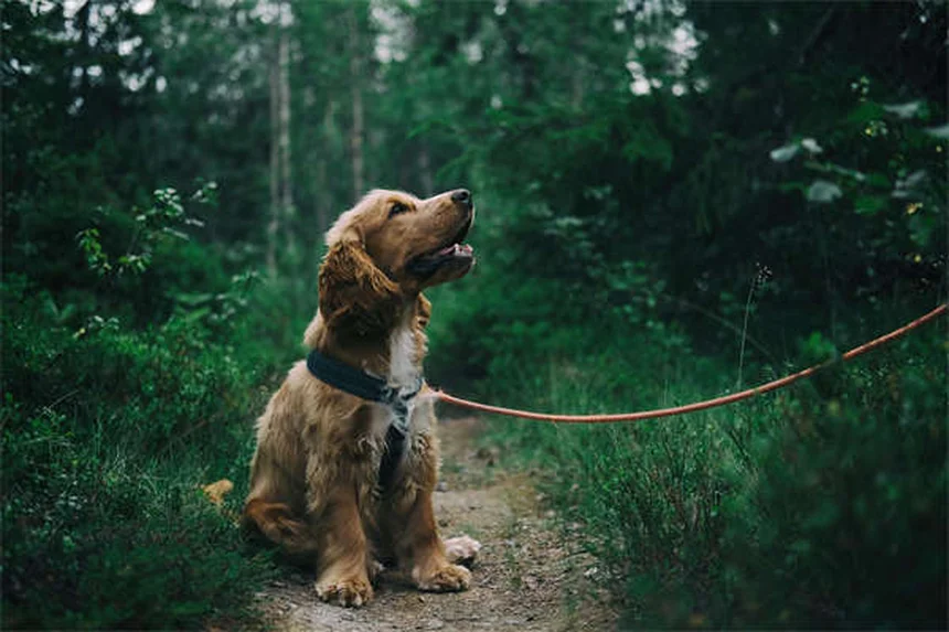 犬パルクールとは？初心者でもできる始め方とコツ