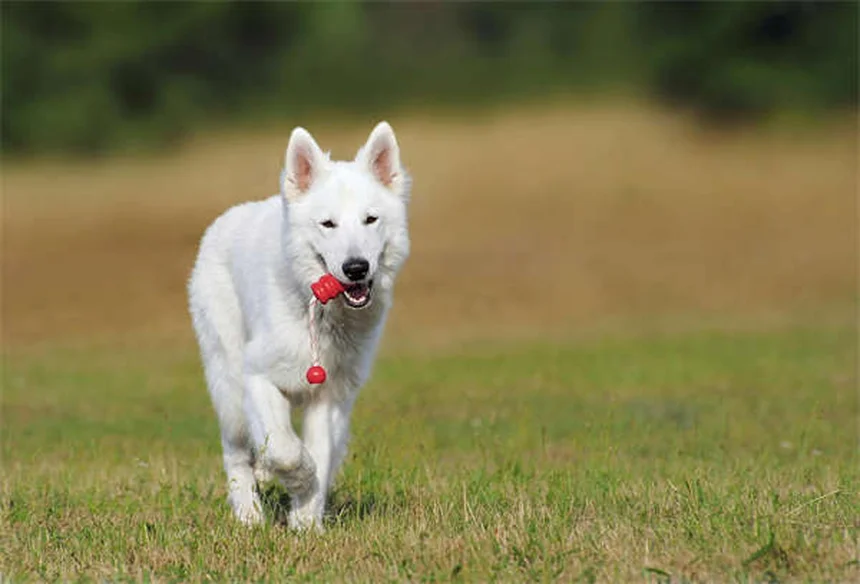 犬パルクールとは？初心者でもできる始め方とコツ