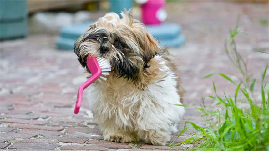わがまま犬が2週間で変わる！「Please」訓練法のコツ