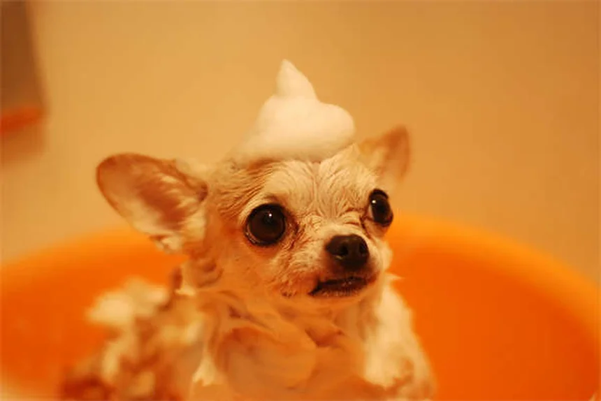 わがまま犬が2週間で変わる！「Please」訓練法のコツ