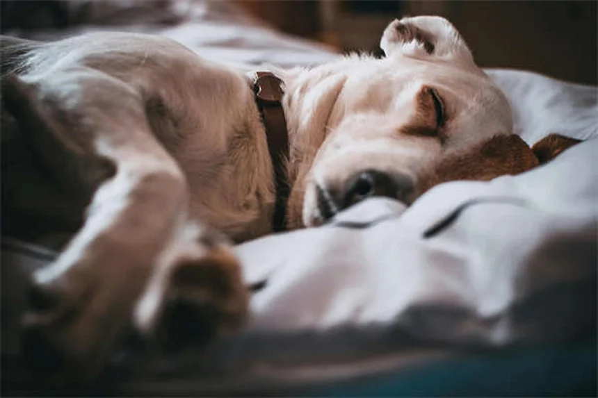 わがまま犬が2週間で変わる！「Please」訓練法のコツ