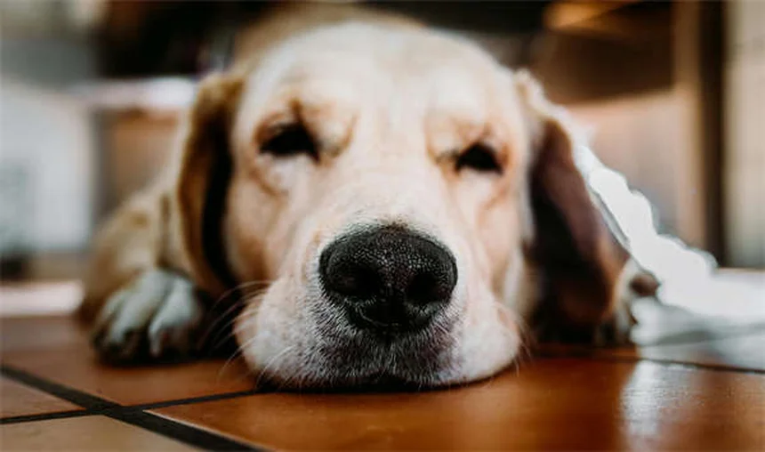 犬の肺挫傷の症状と治療法を徹底解説！知っておきたい原因と回復期間を実体験から紹介