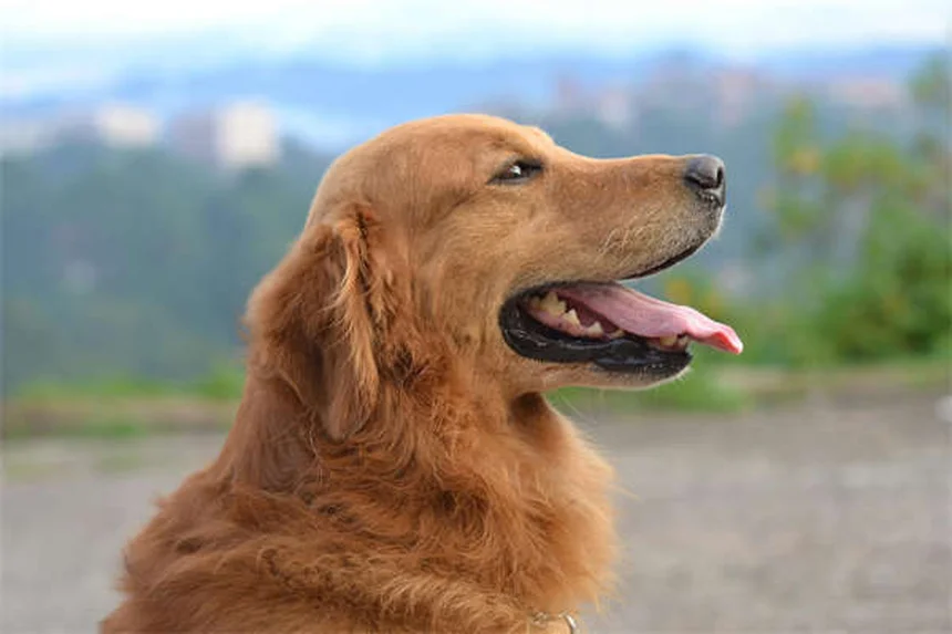 犬の肺挫傷の症状と治療法を徹底解説！知っておきたい原因と回復期間を実体験から紹介