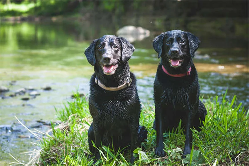 犬が舐める理由と対策｜原因と正しい対処法を解説