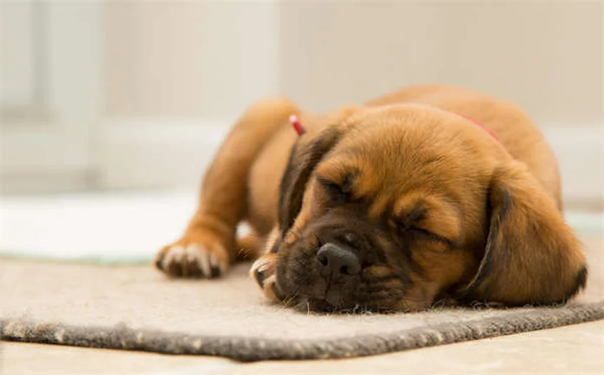 チンチラのヘアリングを自宅で発見！初期症状から除去法まで徹底解説