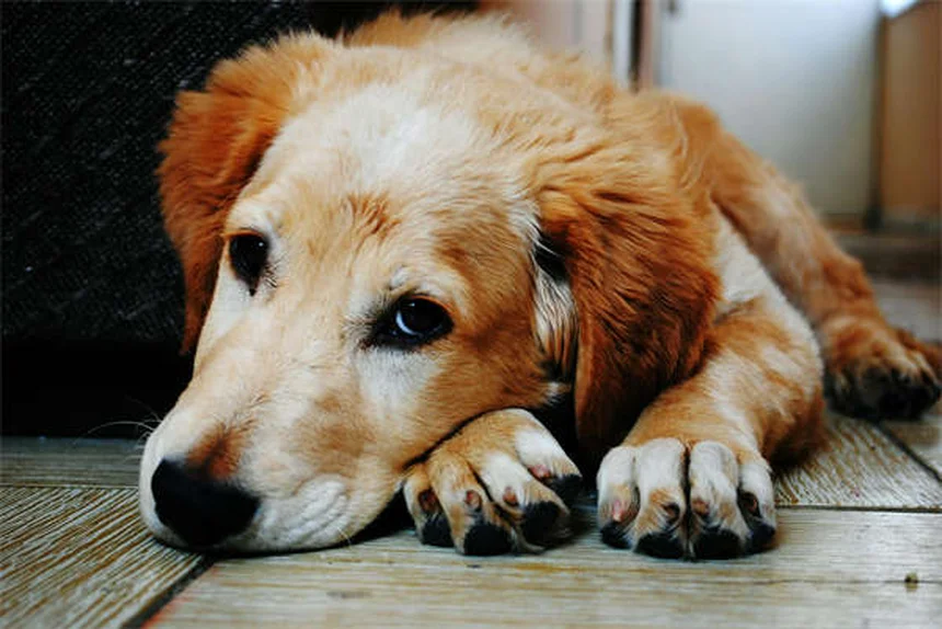 子犬の離乳を完全ガイド！いつから始める？進め方とおすすめドッグフードを解説