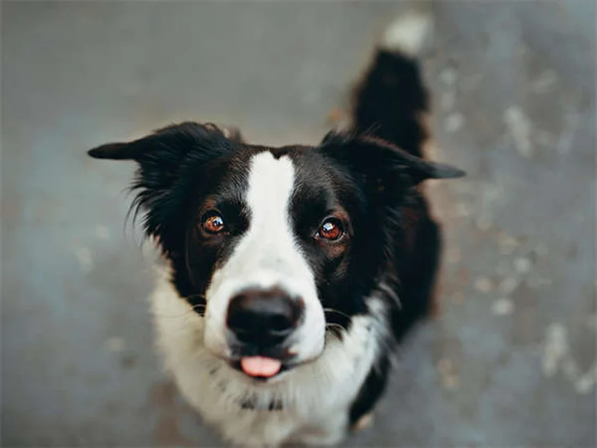 犬のジフェンヒドラミン安全性を獣医師が解説！よくある誤解5つ