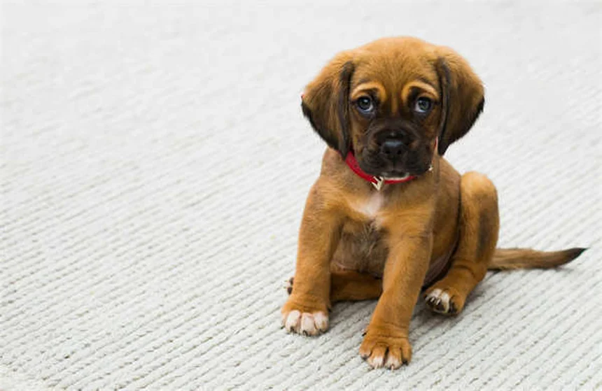 犬のジフェンヒドラミン安全性を獣医師が解説！よくある誤解5つ