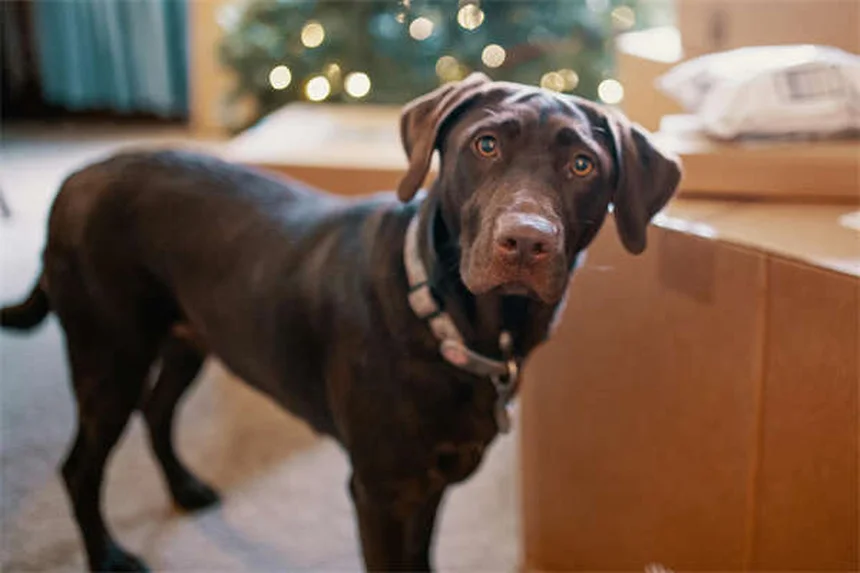 愛犬の散歩がもたらす5つの健康メリット！始めるべき理由