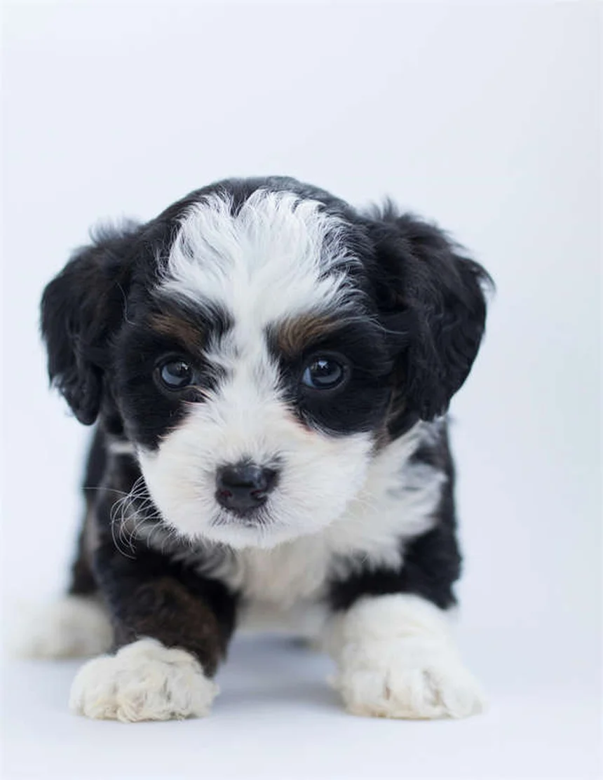 ピットブルと賃貸で困ってる？犬種制限を突破する3つのコツ