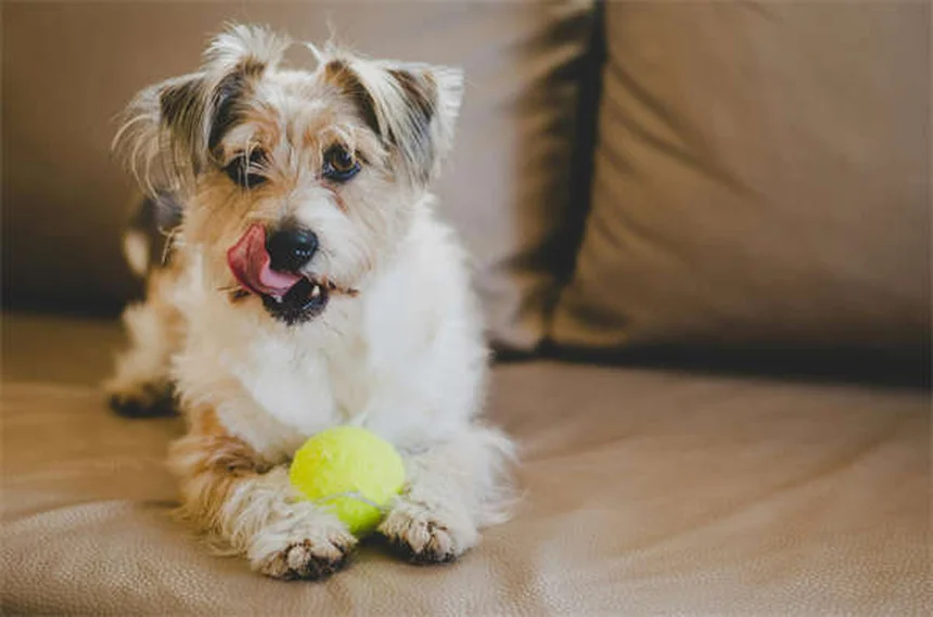 セラピー犬が病院患者に与える5つの効果とは？科学的根拠も紹介