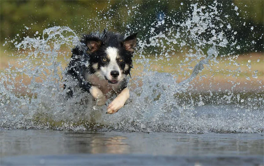 セラピー犬が病院患者に与える5つの効果とは？科学的根拠も紹介