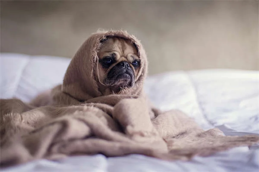 リトラクタブルリードは本当に危険？代わりにこれがおすすめ！安全な犬の散歩術