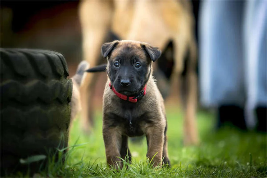 スナネズミとハムスターどっちが飼いやすい？5つの違いで選ぶ完全ガイド