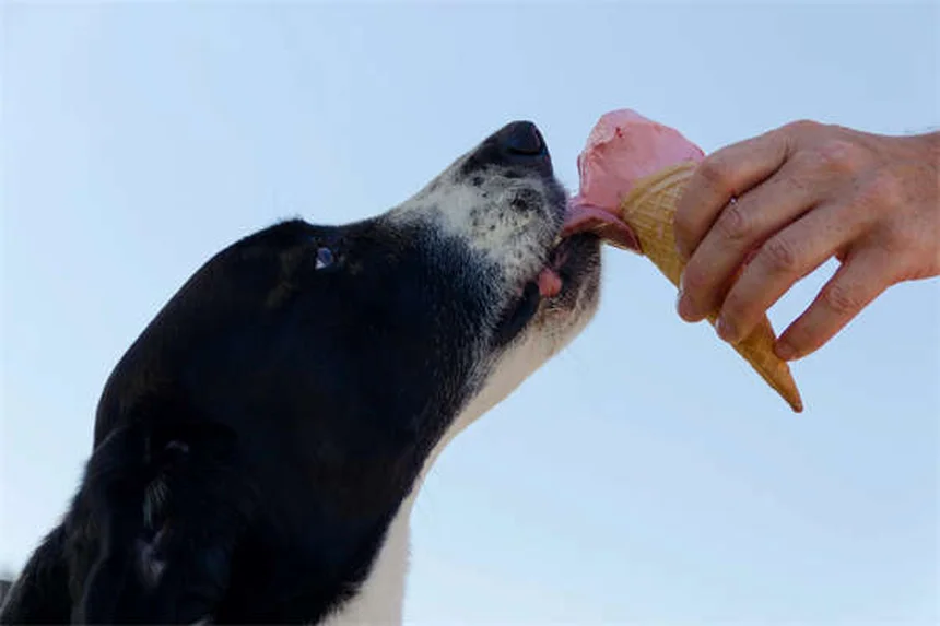 老犬のトレーニングは可能！成功させる5つのコツ