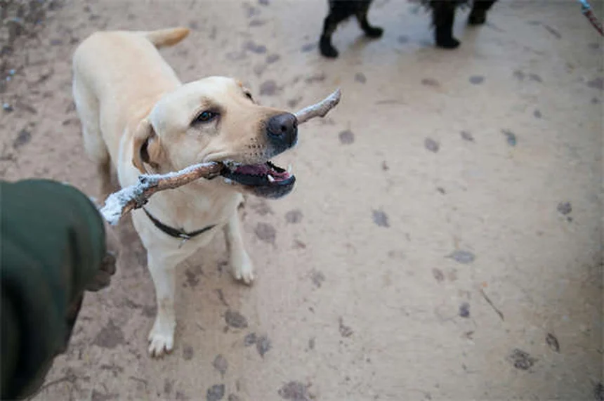老犬のトレーニングは可能！成功させる5つのコツ