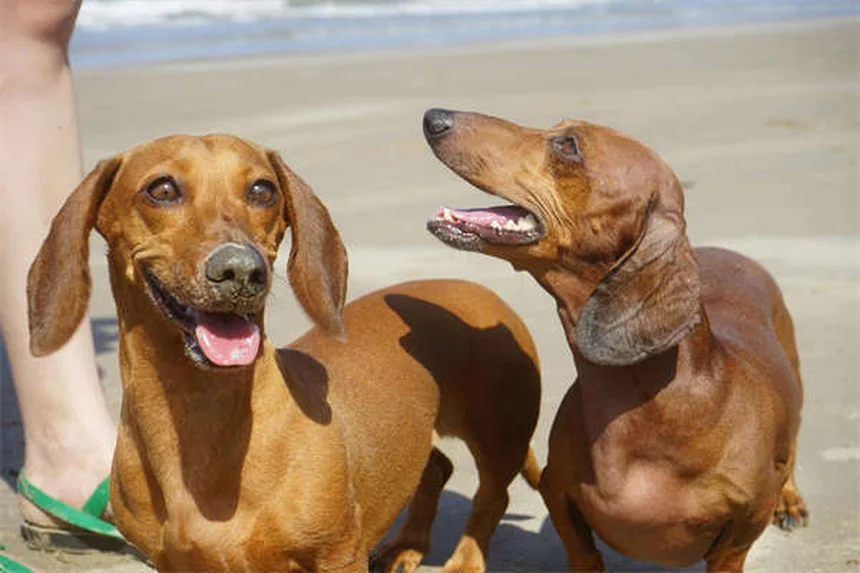 老犬のトレーニングは可能！成功させる5つのコツ