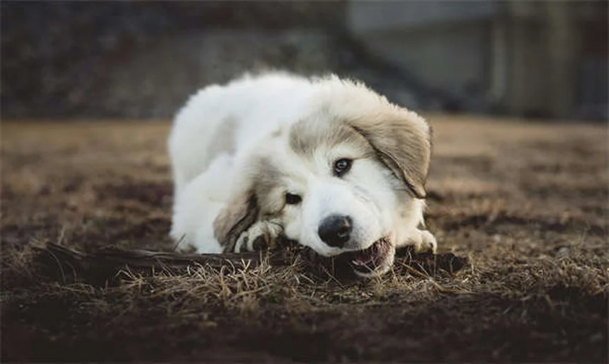 老犬のトレーニングは可能！成功させる5つのコツ