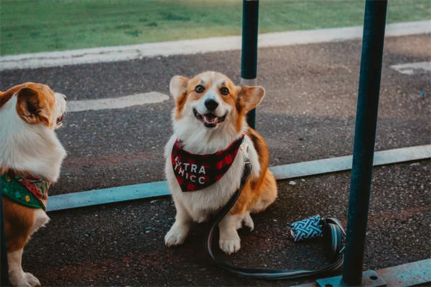 犬用ハーネスの安全性、知らないと危ないリスクと正しい選び方