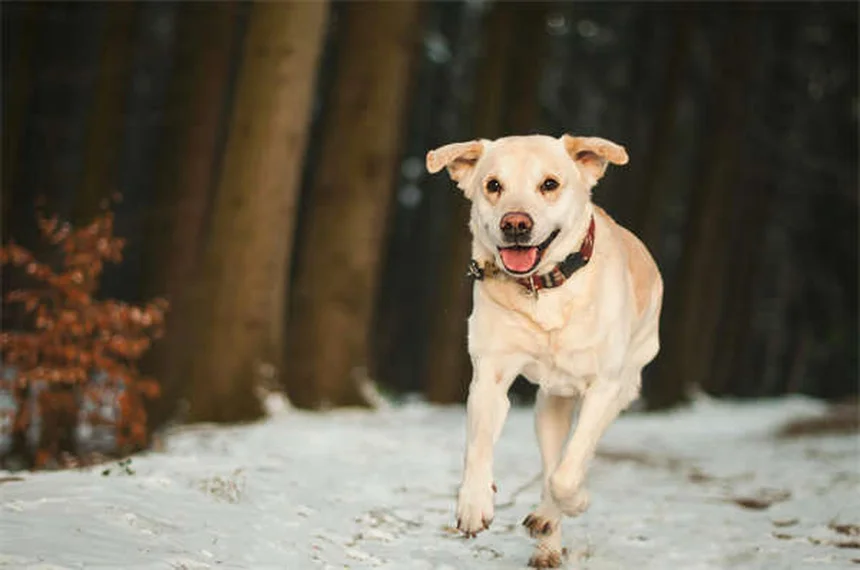 犬が何でも舐めてしまう！その原因と今すぐできる解決策